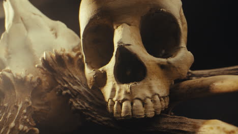 skull and antlers still life
