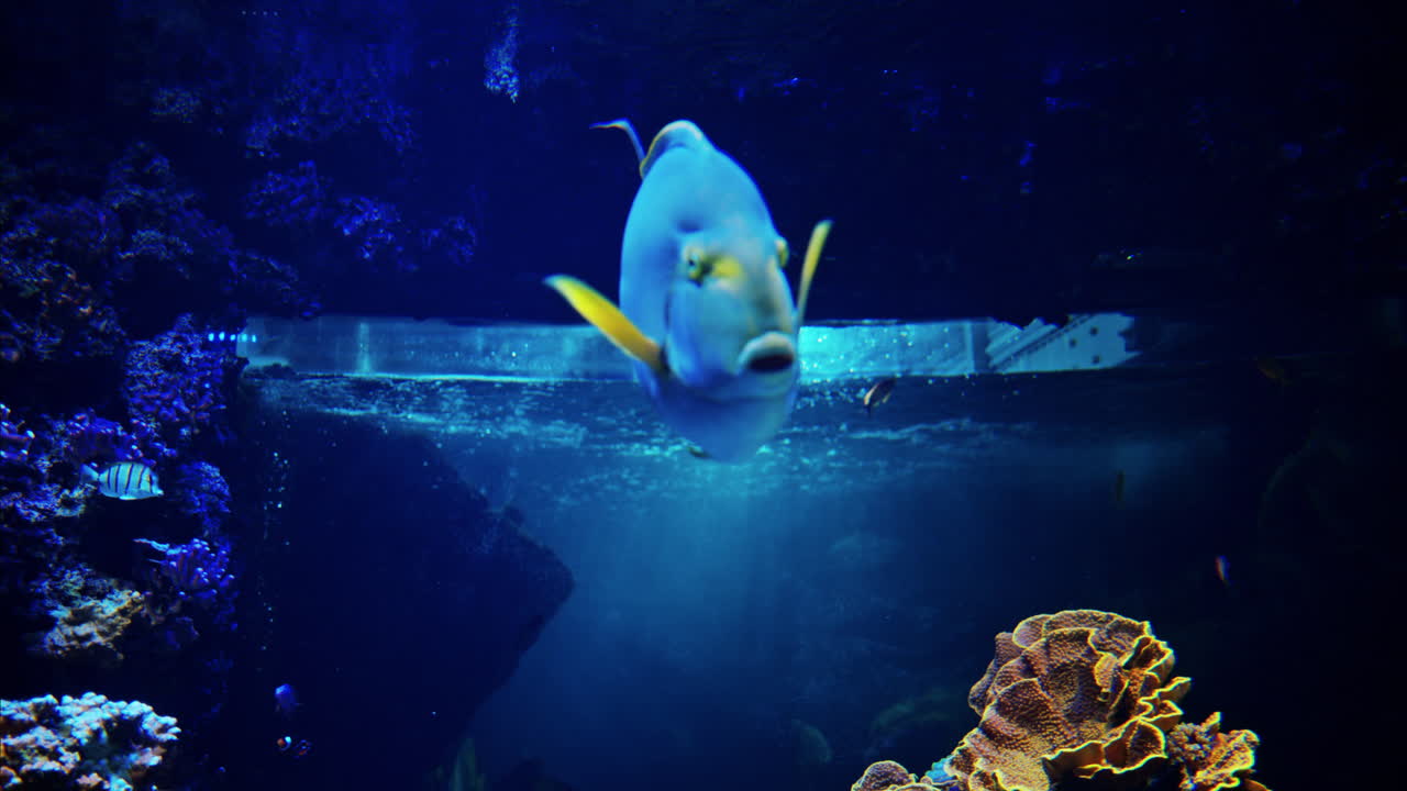 Close up of a Whitemargin unicornfish and a yellowfin surgeonfish swimming near coral reefs