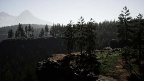 pine tree forests at the base of mountain in sunny day of summer
