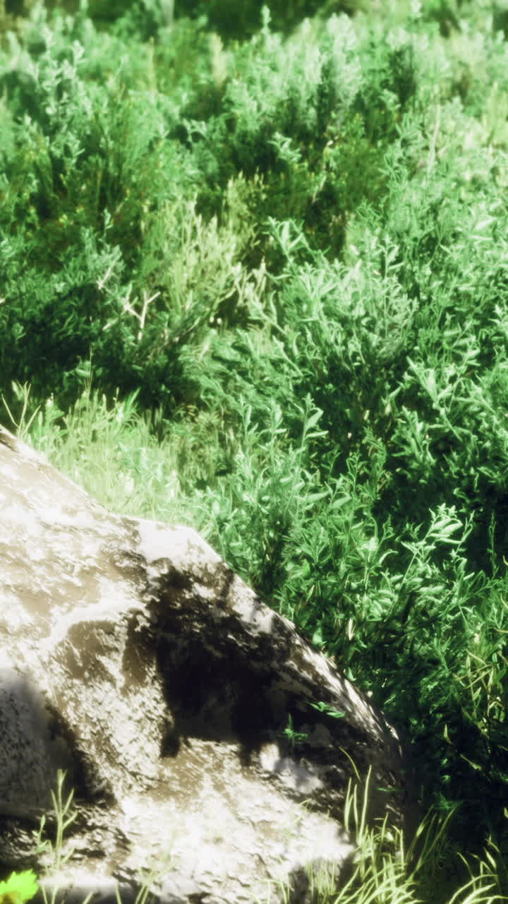 Piante verdi e pietra in un ambiente naturale esterno con la luce del sole.