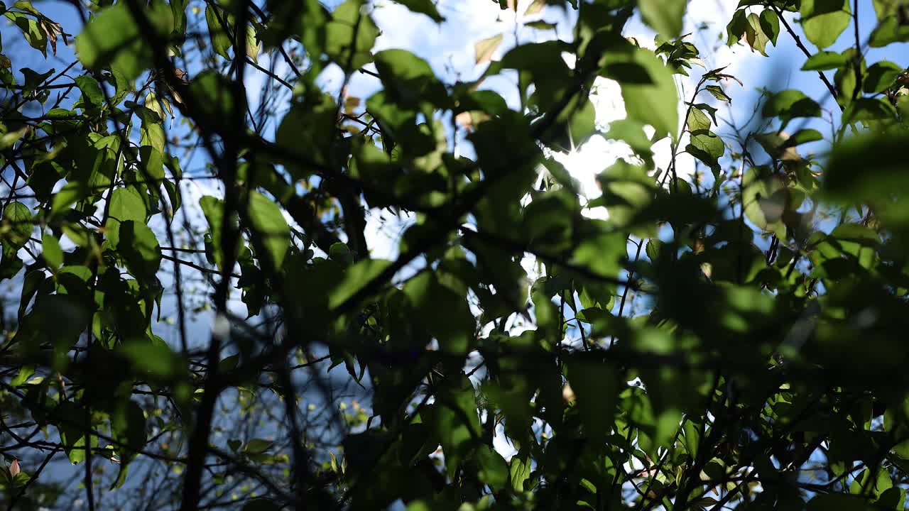 la luz del sol parpadea a través del follaje dinámico de los árboles.