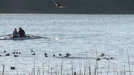 Zwei-Leute-Rudern-Mit-Einem-Doppelzweier-Durch-Einen-Vogelschwarm-Auf-Dem-Lake-Casitas-In-Oak-View,-Kalifornien