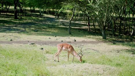 toma estática de fabulosas gacelas pastando hierba verde en el bosque, mauricio, áfrica