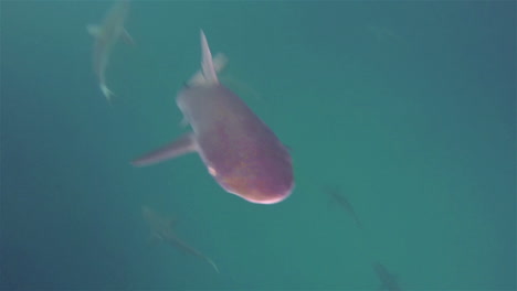 endemic galapagos shark swimming in the channel at leon dormido or kicker rock off of san cristobal in galapagos national park ecuador 3