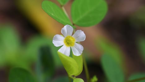 Tropical five petal white wildflower in Sri Lanka