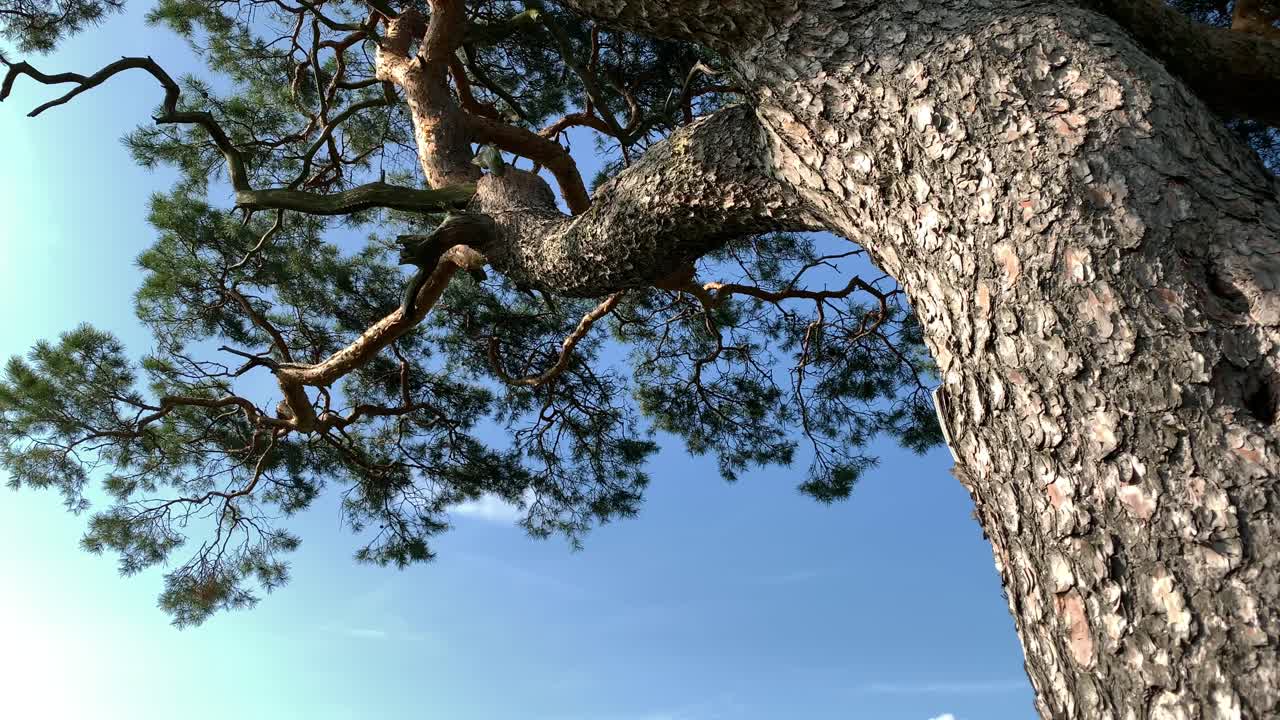 Tree Trunk and Branches Blowing In Wind in Lichtensee, Germany, Low Angle, close up, realtime 4K