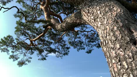 tree trunk and branches blowing in wind in lichtensee, germany, low angle, close up, realtime 4k