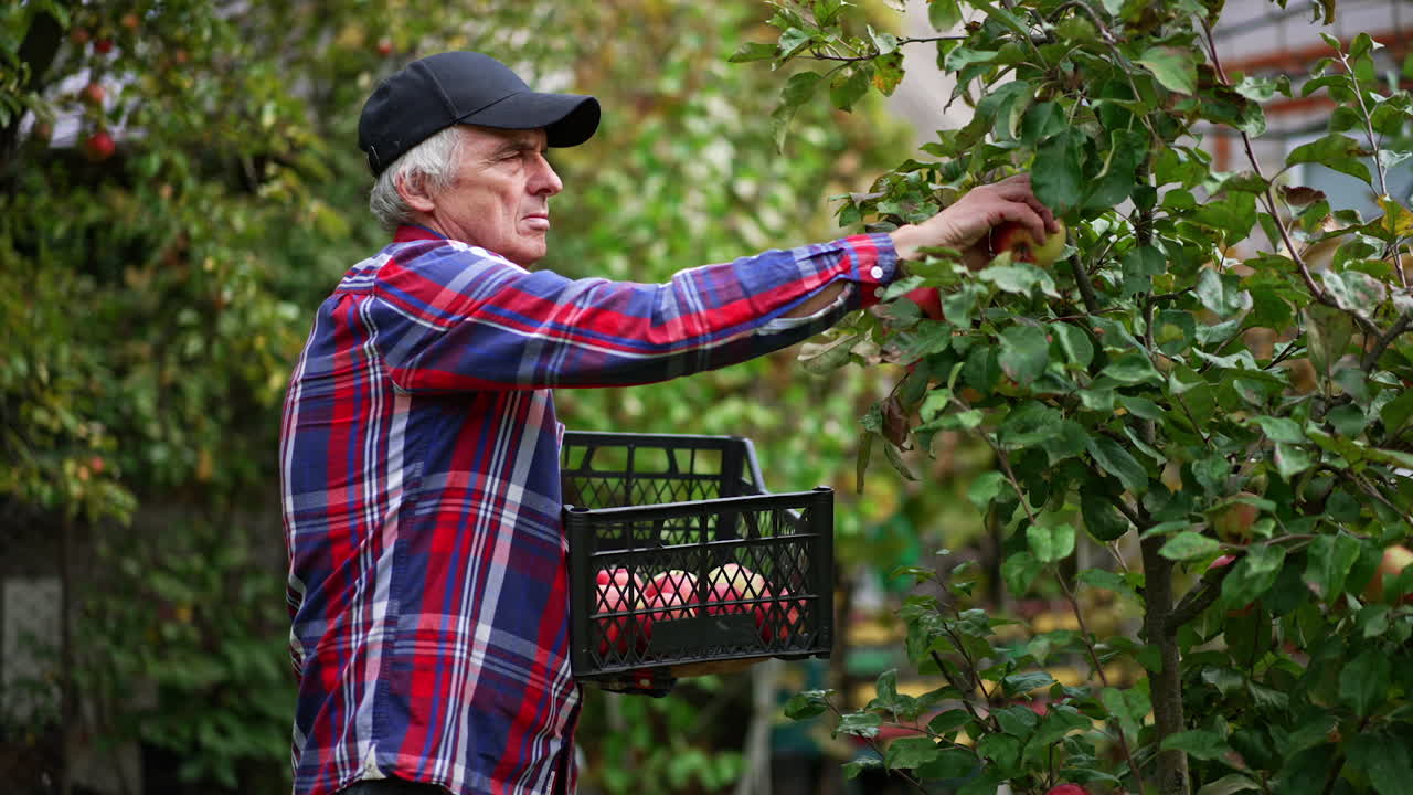 Aged man wearing black cap and checkered shirt picking apples. Calm focused farmer puts picked ripe fruit into a box in his hands.