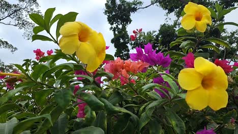 Schöne-Blumen-Am-Strand-Wachsen-Lassen