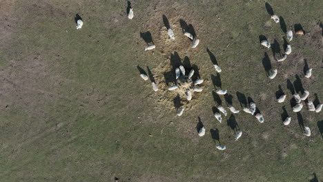 rosedale abbey, north york moors national park, overhead shot of sheep feeding, eating hay from feeder