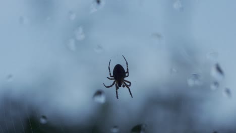 Una-Araña-Se-Mueve-Rápidamente-En-Su-Red,-Pequeño-Insecto-Animal-Depredador