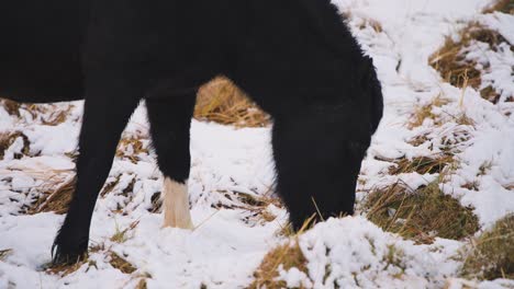 Black-wild-horse-with-furry-winter-coat-grazing-in-snow-grass,-Iceland