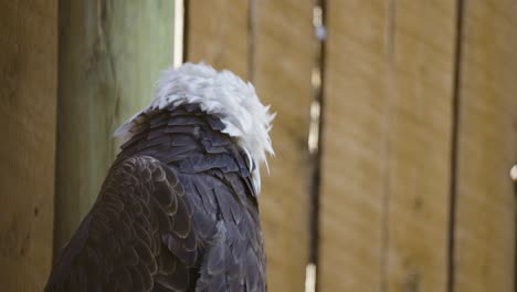 El-águila-Calva-En-Cautiverio-Se-Aleja,-Rasca-Y-Despeina-Las-Plumas.