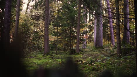 german forest in fall or autumn with trees and a beautiful view