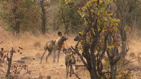 playful-fight-between-three-African-wild-dogs-in-dry-environment,-medium-to-long-shot