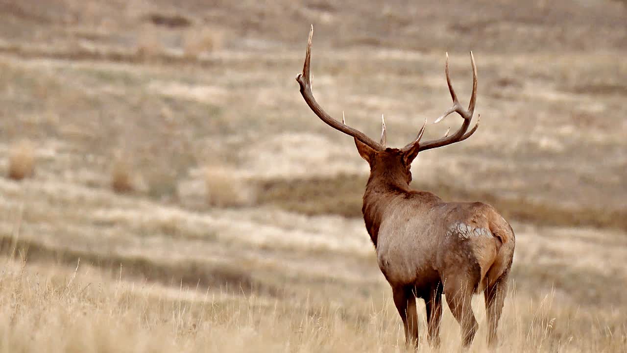 primeros planos de un gran alce en un campo de hierba rango nacional de bisontes montana b roll