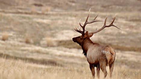 Primeros-Planos-De-Un-Gran-Alce-Buck-En-Un-Campo-De-Hierba-National-Bison-Range-Montana-B-Roll