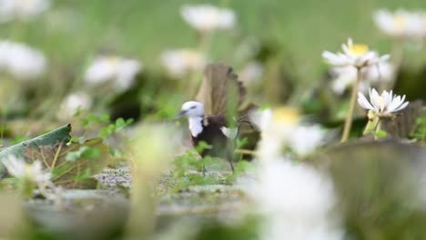 closeup shot of pheasant tailed jacana feeding in morning