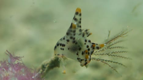 spotted pokemon pikachu babosa de mar se posa en cerata extendida de coral blando