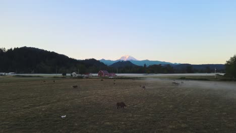 rising aerial view of grazing livestock on a fog covered farm with a backdrop of mt
