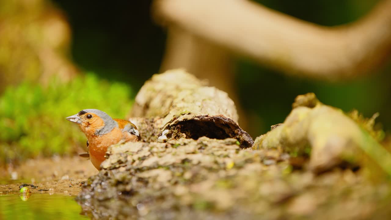 Common Eurasian Chaffinch in Friesland Netherlands stares up curious arching neck and eyes scanning in forest