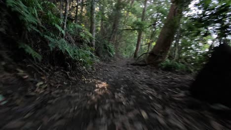 a walk through a forest trail