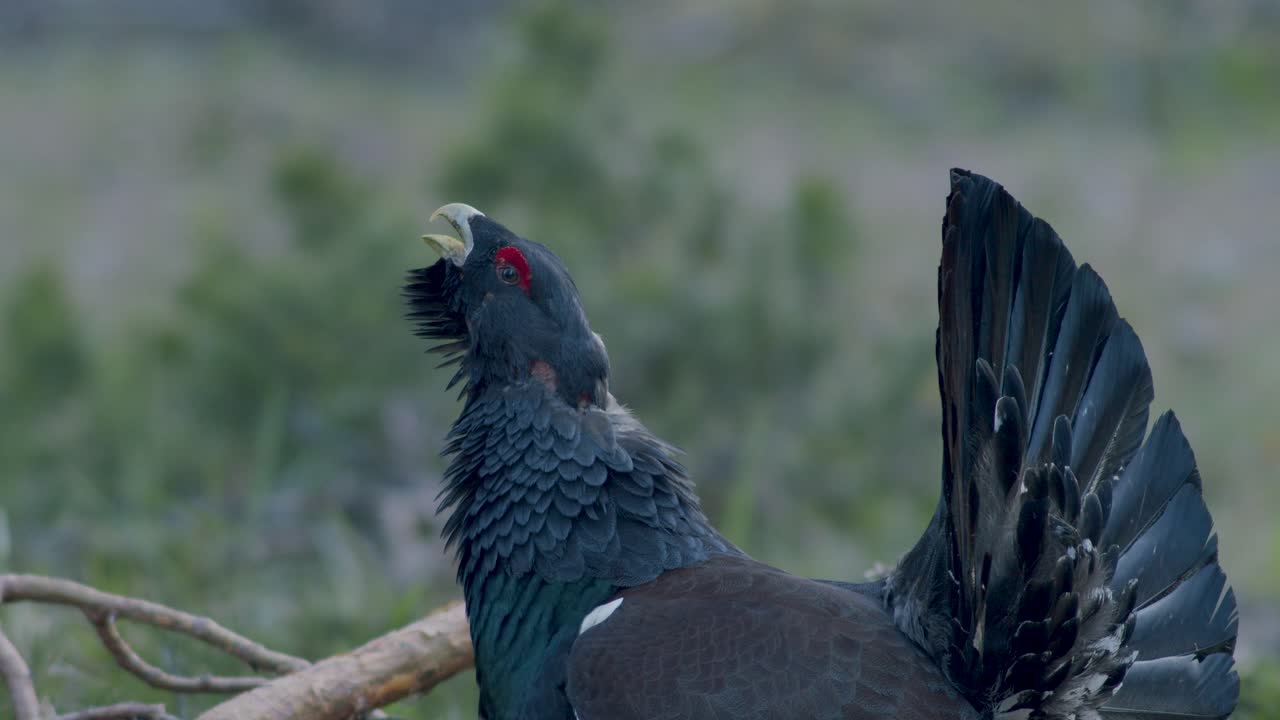 남성 서부 캐퍼케일리 (western capercaillie) 는 렉 (lek) 지역에서 렉킹 (lekking) 계절에 소나무 숲에서 아침 빛에 가까이 서식합니다.