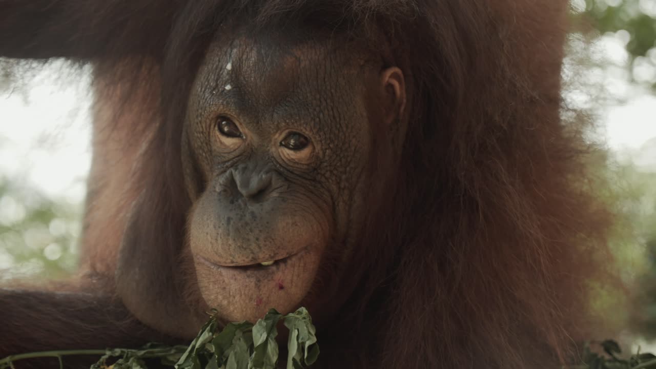Cinematic tracking shot of orangutan sitting in nest in tree in rainforest