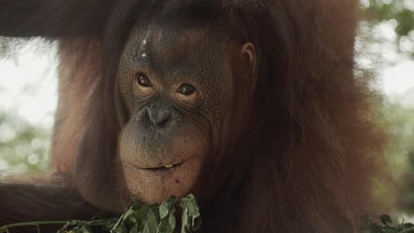cinematic tracking shot of orangutan sitting in nest in tree in rainforest
