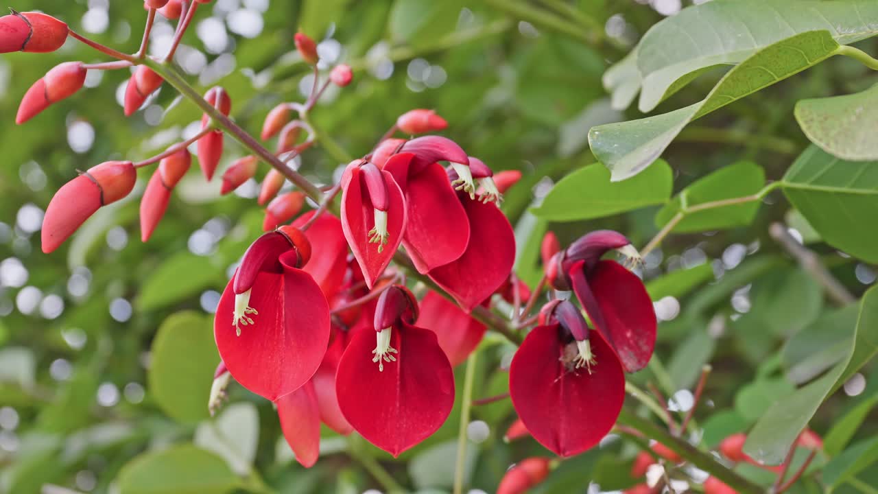 A cluster of deep red, uniquely shaped flowers ,Erythrina, Coral, tree against a background of green leaves