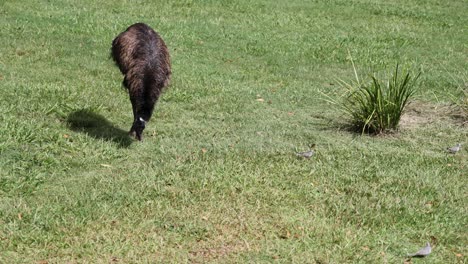 a sheep moves around, grazing peacefully