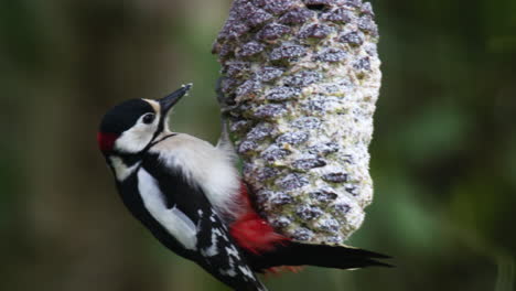 Young-spotted-woodpecker-showing-off-in-the-garden-while-feeding