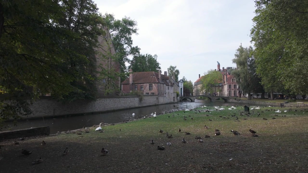 Svaner og ænder samles under et stort træ nær en fredelig kanal i Brugge, Belgien.
