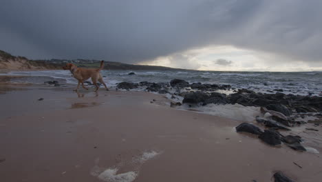 two dogs run in front of camera on a winter's day on the beach. waves lapping on a beach at high tide on the coast at the start of a storm in the east coast of scotland in february 2024 angle 8