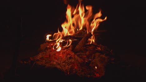 small campfire in forest, summer evening