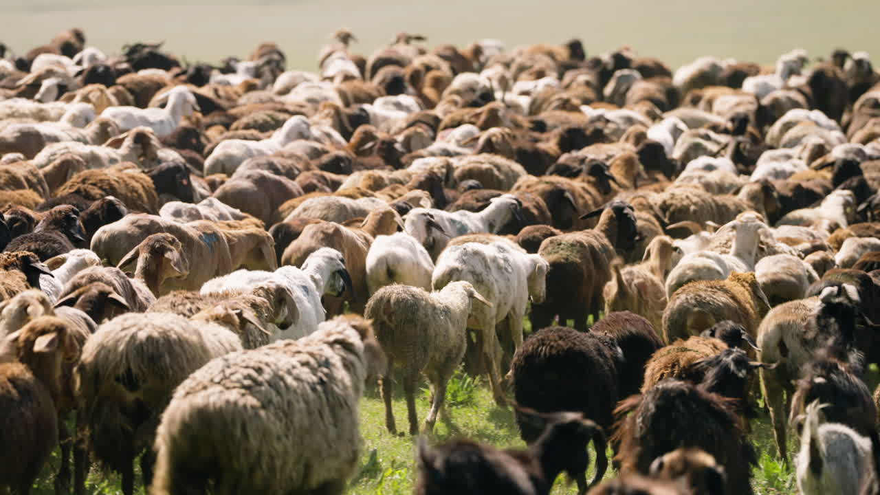 GREGGE di pecore ammassate per pascolare in un campo rurale in Kirghizistan. - Campo largo