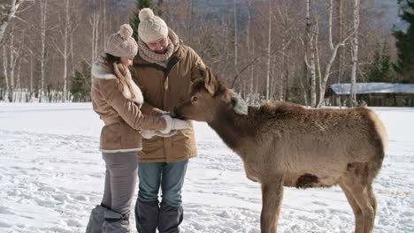 couple feeding and stroking deer