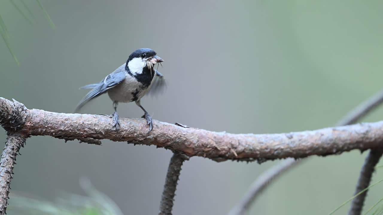 Cinereous Tit perched on a branch with an insect in its beak, in a natural green setting.