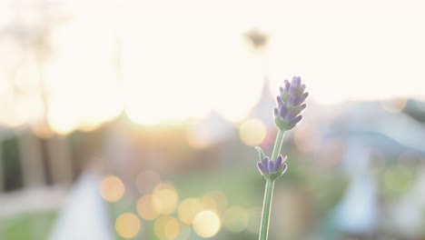 Lavender--plant-blowing-in-the-wind