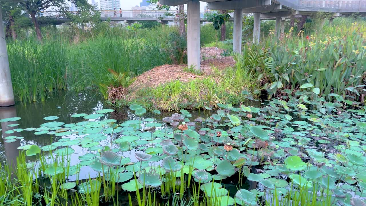 울창한 초록색과 도시 배경으로 조용한 연못
