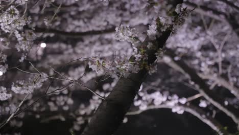 iluminación de la flor de sakura en la noche, tiro panorámico, japón