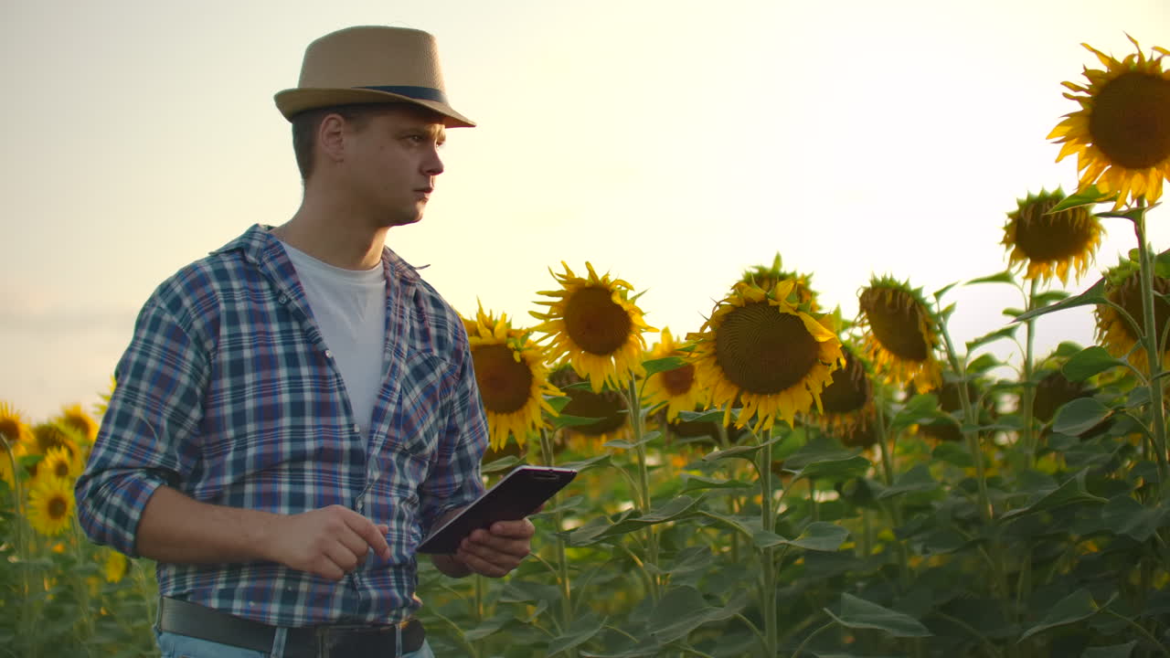 un hombre camina a través de un campo con grandes girasoles y escribe información sobre ello en su tableta electrónica.
