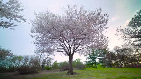 pink cherry blossom tree in full bloom against a clear blue sky in toronto high park