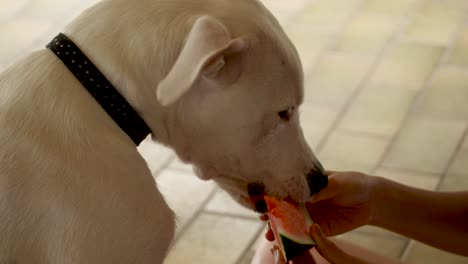 Perrito,-Toro-árabe-Teniendo-Sandía-Perro-Comiendo-Fruta,-Sandía