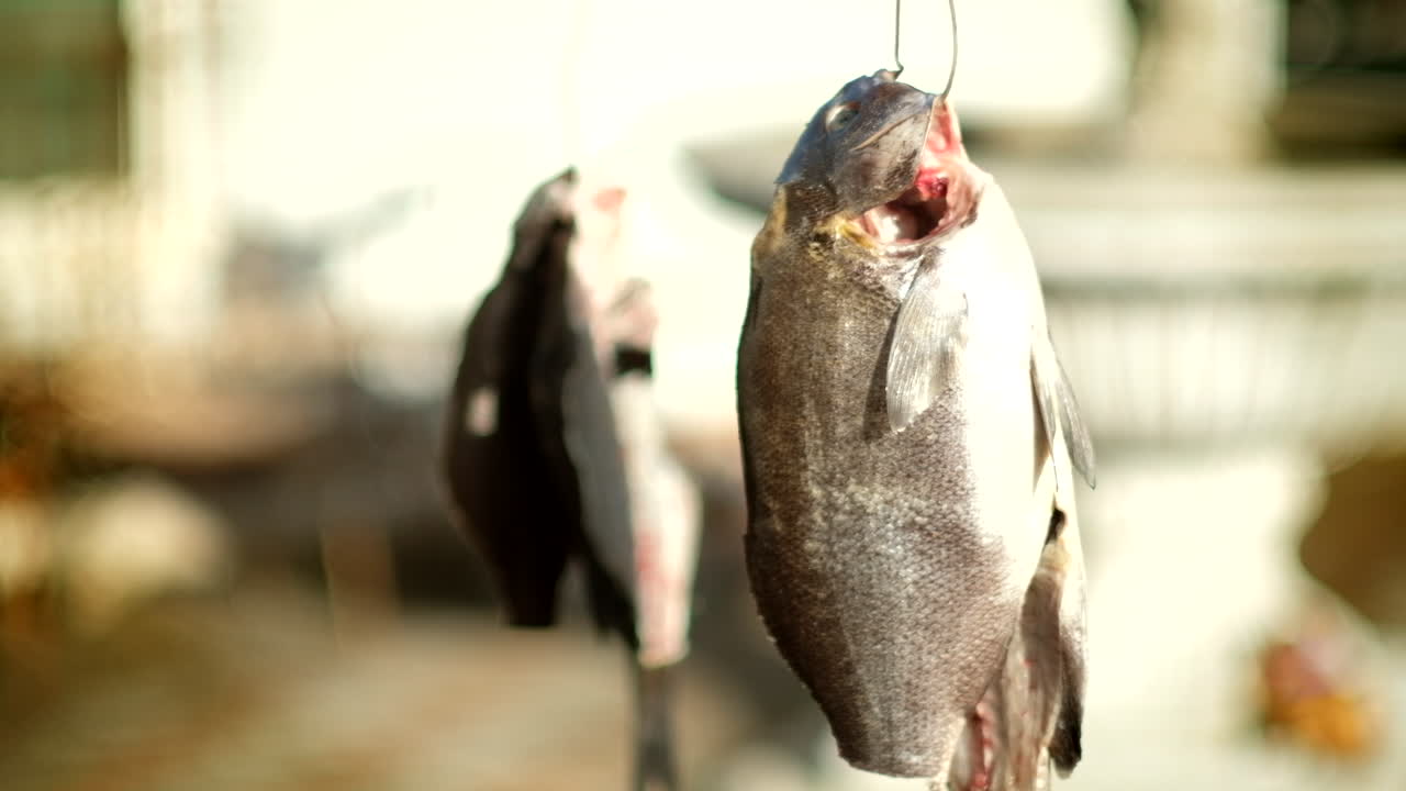 galjoen colgado para secarse en la brisa al aire libre después de la mariposa y la eliminación de las entrañas