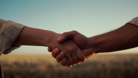 los agricultores se dan la mano en el campo de la cosecha dorada de cerca.