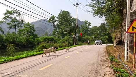 goats crossing a rural road in vietnam