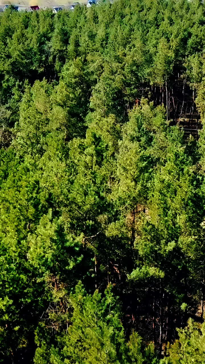 Flight over a forest park of pine trees and many colored roofs in spring. Flying over treetops of the pine forest. Aerial survey Vertical video