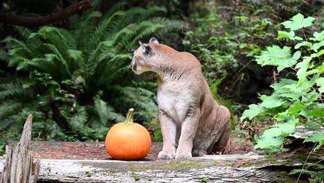 big mountain lion walks up to pumpkin