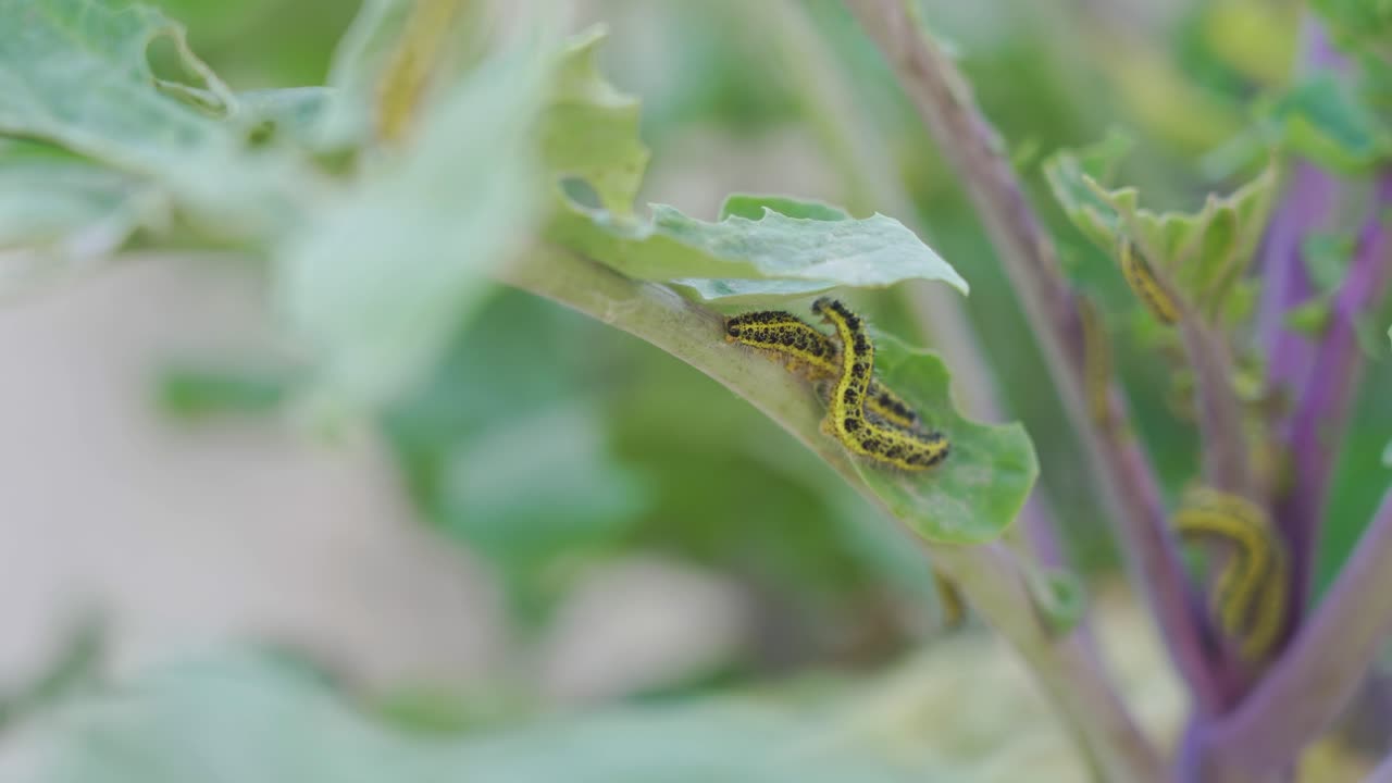 식물에 있는 애벌레